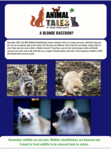 Animal Tales: A Blonde Raccoon?