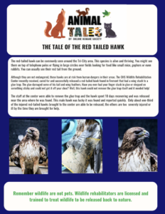 Tale of the Red-Tailed Hawk