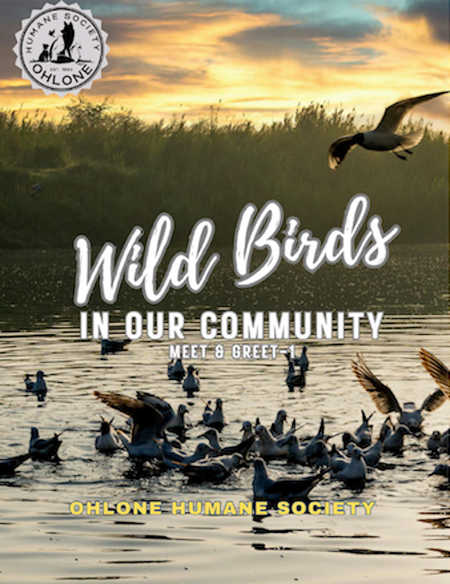 Wild Birds in Our Community cover